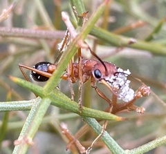 Myrmecia analis