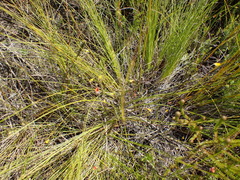 Aspalathus tenuissima