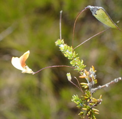 Aspalathus tenuissima