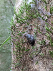 Parmacochlea balios