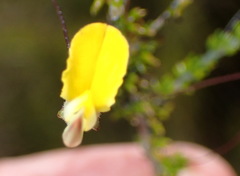 Aspalathus tenuissima