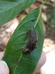 Parmacochlea balios