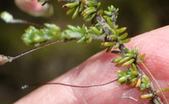 Aspalathus tenuissima