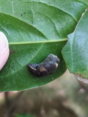 Parmacochlea balios