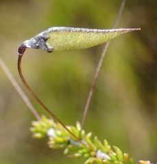 Aspalathus tenuissima