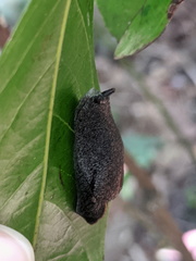 Parmacochlea balios