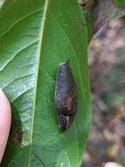 Parmacochlea balios