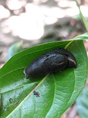 Parmacochlea balios
