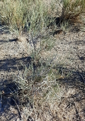 Ephedra procera