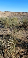 Ephedra procera