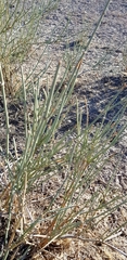Ephedra procera