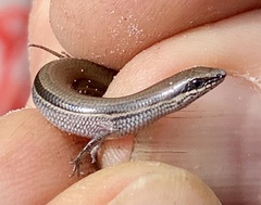 South-Western Orange-Tailed Slider photo 2