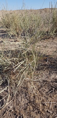 Ephedra procera