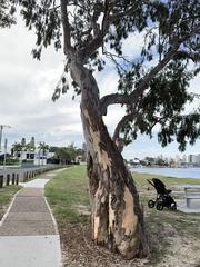 Eucalyptus seeana