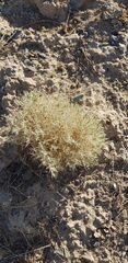 Ceratocarpus arenarius