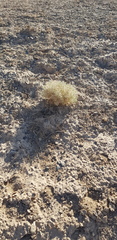Ceratocarpus arenarius