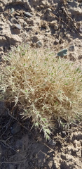 Ceratocarpus arenarius