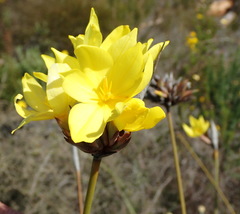Bobartia macrospatha macrospatha