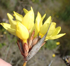 Bobartia macrospatha macrospatha