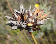 Bobartia macrospatha macrospatha