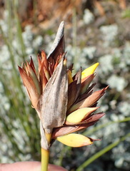 Bobartia macrospatha macrospatha