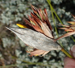 Bobartia macrospatha macrospatha
