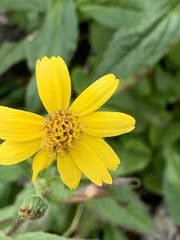 Arnica amplexicaulis