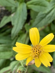 Arnica amplexicaulis