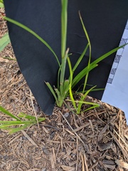 Juncus diffusissimus