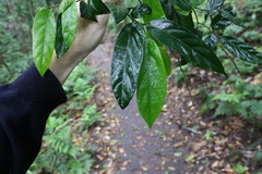 Alangium villosum