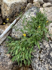 Arnica amplexicaulis