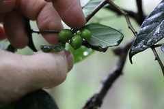 Alangium villosum