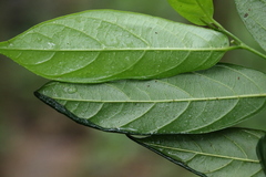 Alangium villosum