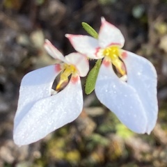 Levenhookia pauciflora