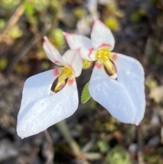 Levenhookia pauciflora