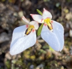 Levenhookia pauciflora