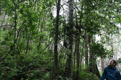 Alangium villosum