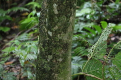 Alangium villosum