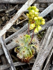 Drosera micrantha