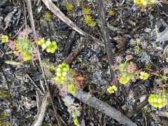 Drosera micrantha