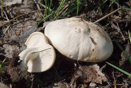 St. George's Mushroom