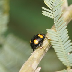 Peltoschema tetraspilotum