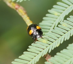 Peltoschema tetraspilotum