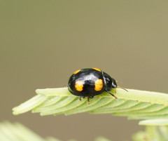 Peltoschema tetraspilotum