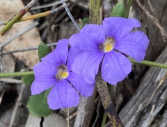 Scaevola calliptera