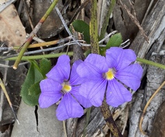 Scaevola calliptera