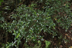 Psychotria daphnoides