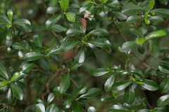 Psychotria daphnoides