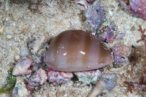 Lyncina sulcidentata observed 2021-10-23