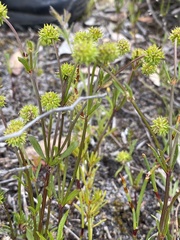 Opercularia vaginata